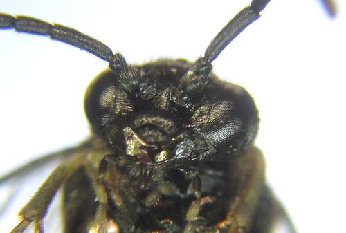 Claremontia alternipes