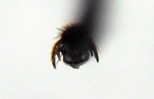 Claremontia waldheimii