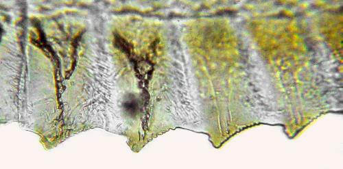 Empria tridens