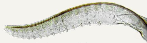 Claremontia alternipes