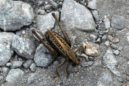 Réf. 312 411 : Decticus verrucivorus verrucivorus