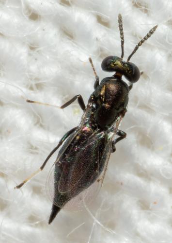Entiinae