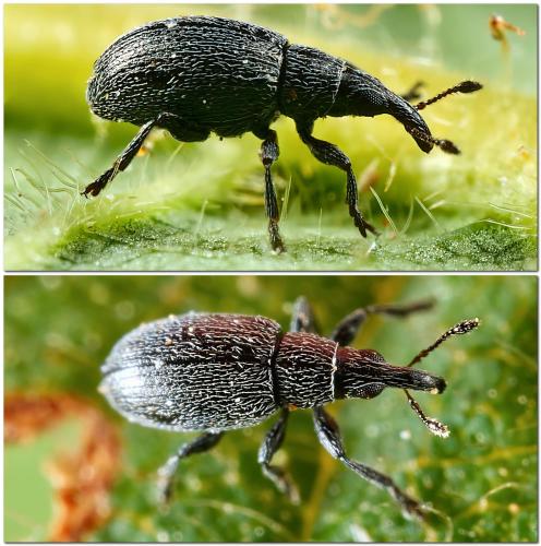 Catapion sp.