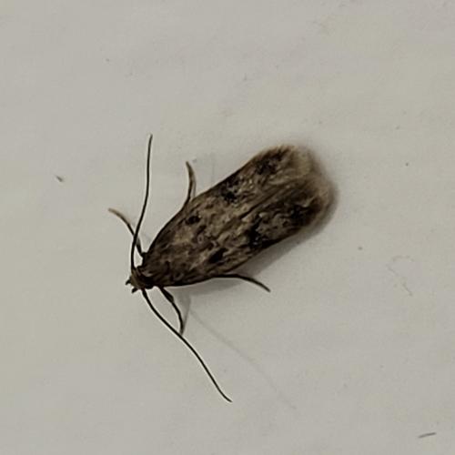 Borkhausenia sp.