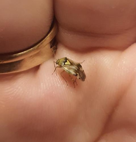 Lygus sp.