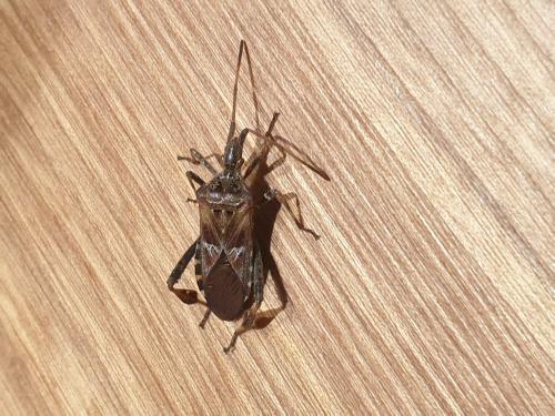 Réf. 312 106 : Leptoglossus occidentalis