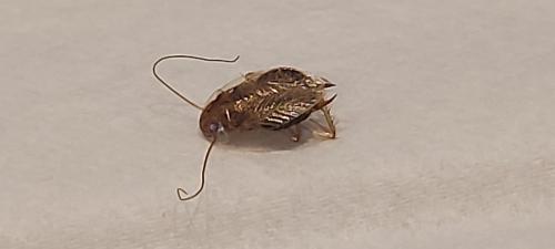 Planuncus vinzi