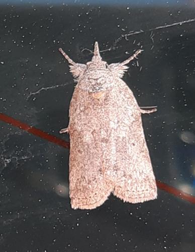 Réf. 312 292 : Nycteola sp.