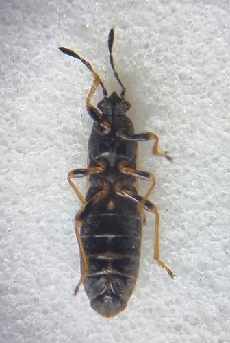 Ischnodemus quadratus