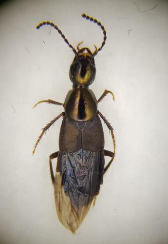 Philonthus decorus