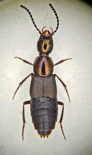 Philonthus decorus