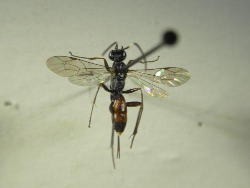 Réf. 312 137 : Cryptinae inconnu