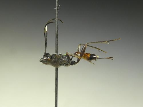 Réf. 312 138 : Cryptinae inconnu