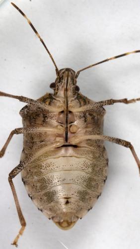 Halyomorpha halys
