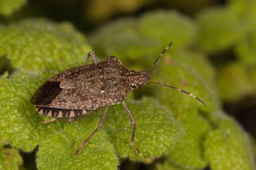 Réf. 312 130 : Halyomorpha halys