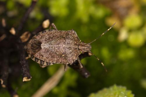 Réf. 312 129 : Halyomorpha halys