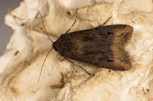 Réf. 312 396 : Agrotis ipsilon