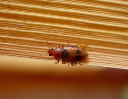 Coccidula scutellata