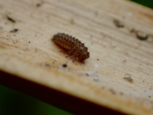 Coccidula scutellata