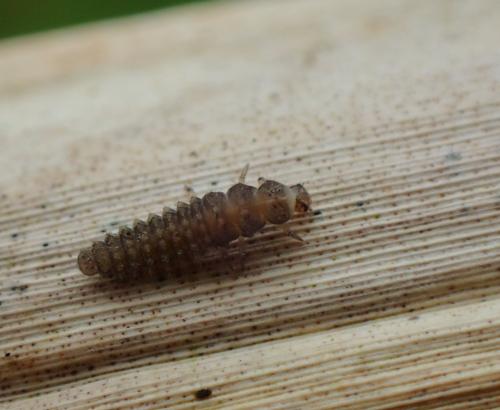 Coccidula scutellata