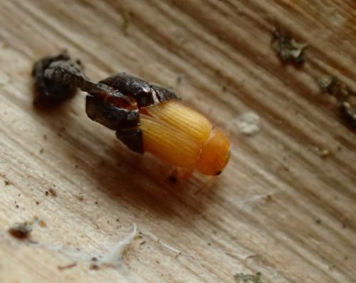 Coccidula scutellata