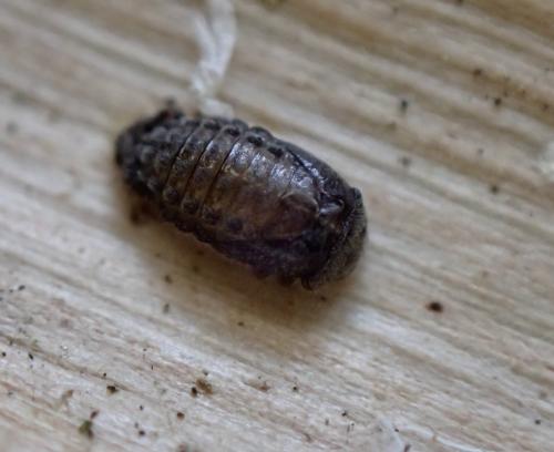 Coccidula scutellata