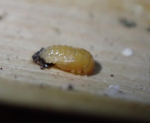 Coccidula scutellata