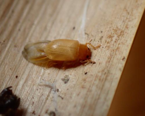 Coccidula scutellata
