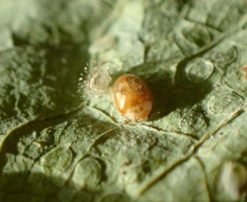 Clitostethus arcuatus