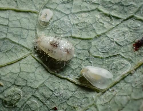 Clitostethus arcuatus