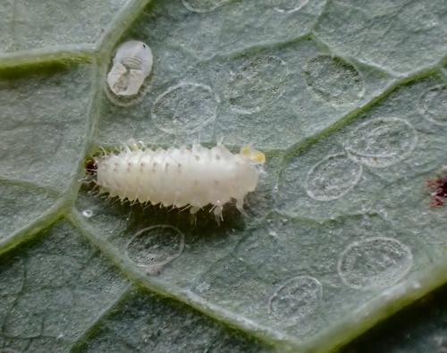 Clitostethus arcuatus