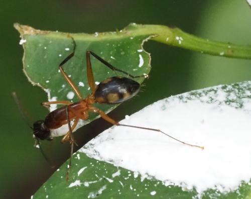 Réf. 312 186 : Camponotus sp.