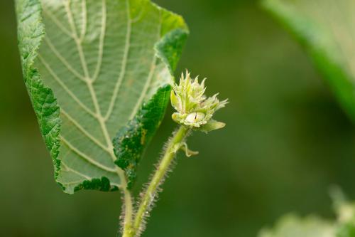 Phytoptus avellanae