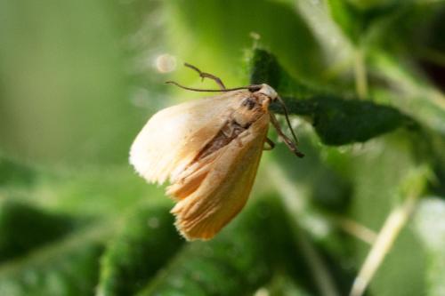 Réf. 312 000 : Eilema sororcula