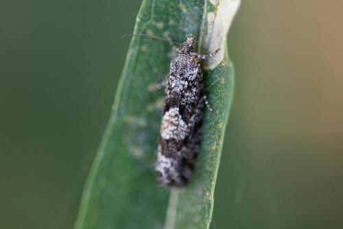 Réf. 312 001 : Zeiraphera griseana