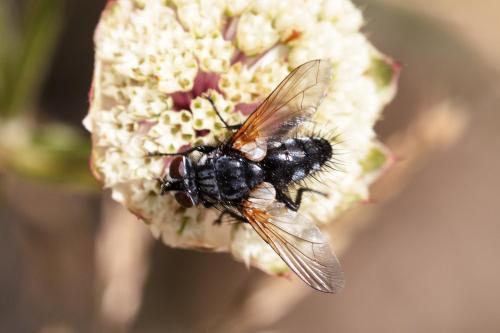 Gastrolepta anthracina