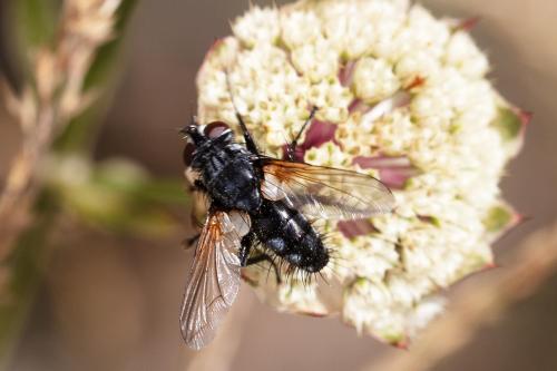 Réf. 312 096 : Gastrolepta anthracina