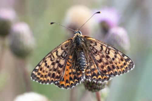 Melitaea didyma