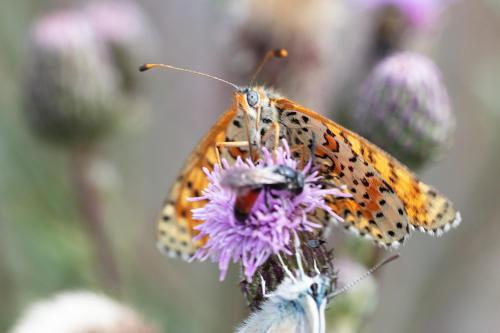 Melitaea didyma