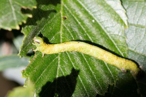 Réf. 312 197 : Cabera exanthemata