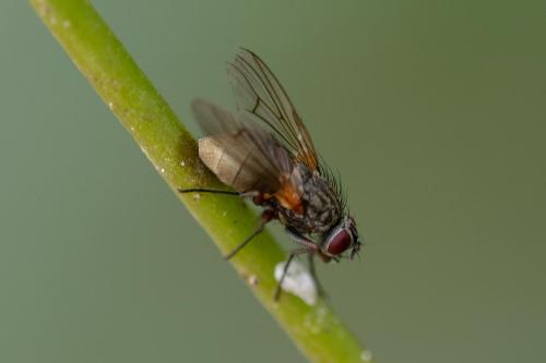 Helina impuncta
