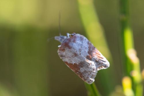 Acleris sparsana