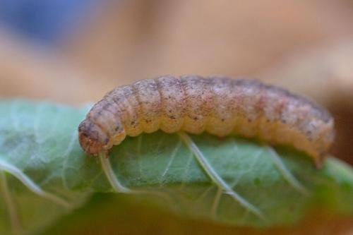 Mamestra brassicae
