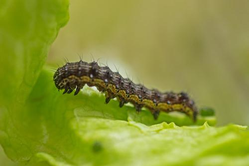 Réf. 312 468 : Helicoverpa armigera