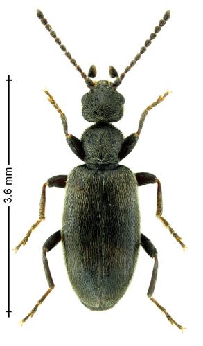 Réf. 312 704 : Anthicus antherinus