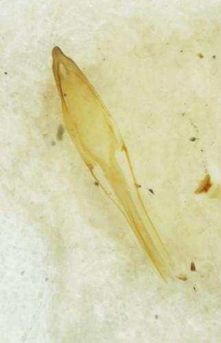 Réf. 312 705 : Anthicus antherinus