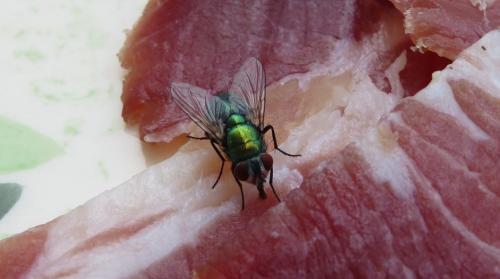 Lucilia sp.