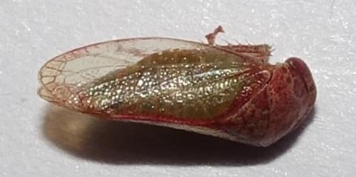 Iassus lanio