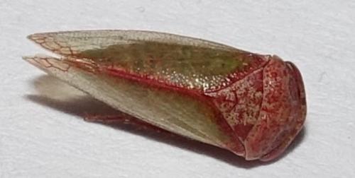 Réf. 312 153 : Iassus lanio