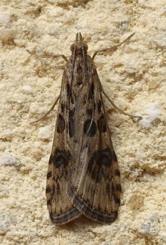 Nomophila noctuella